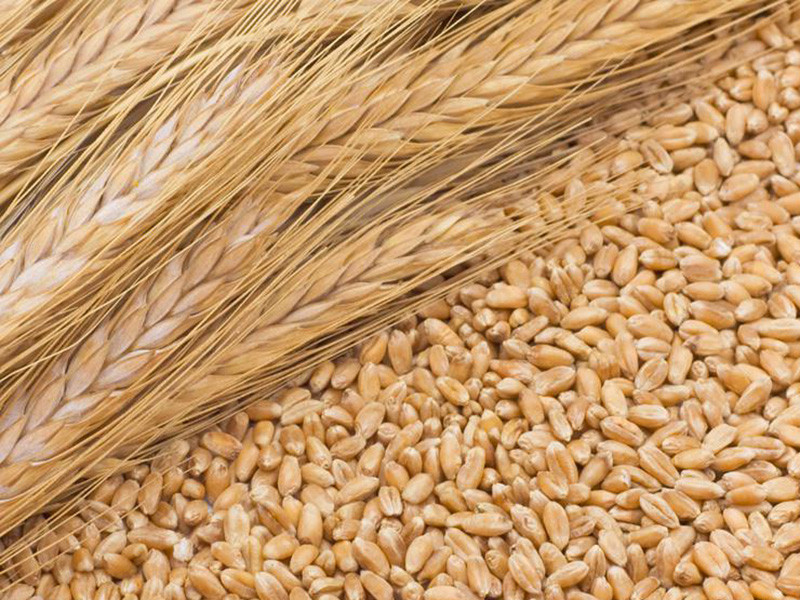 糧食重金屬檢測(cè)儀可以檢測(cè)糧食制品嗎？